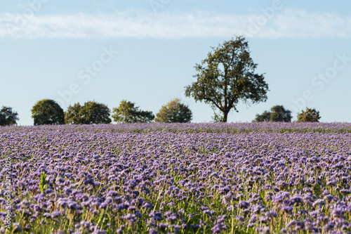 Wallpaper Mural Blauviolett blühendes Phaceliafeld im Herbst Torontodigital.ca