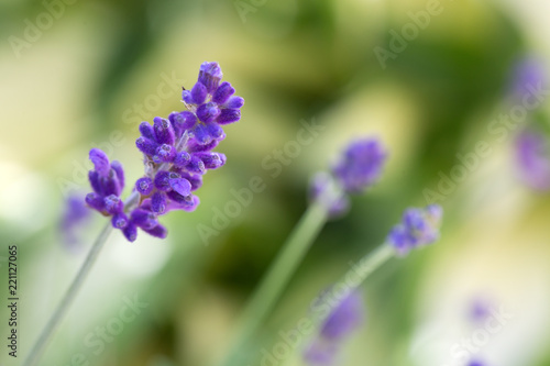 Fototapeta Naklejka Na Ścianę i Meble -  Lavender flowers closeup isolated on green background.