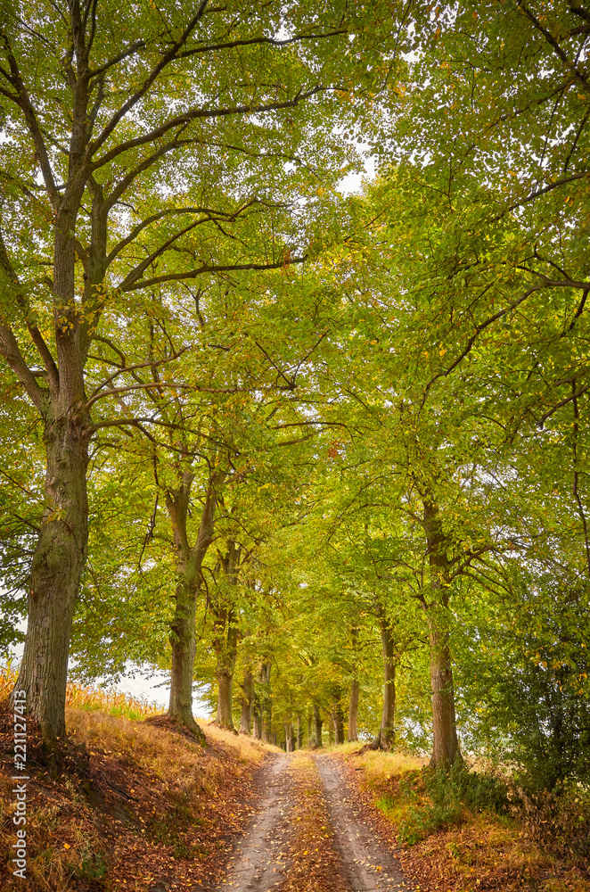 Scenic road in an autumnal forest.