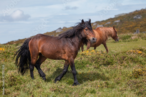 Fototapeta Naklejka Na Ścianę i Meble -  The last wild horses - Galician Garrano