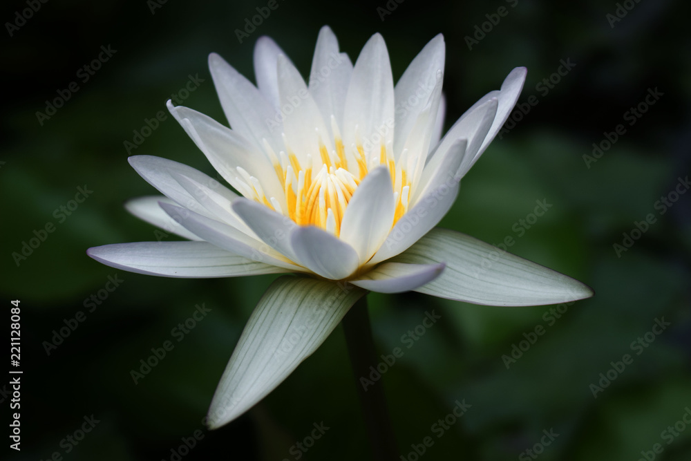 Beautiful white Lotus flower in pond Beautiful white Lotus flower in pond