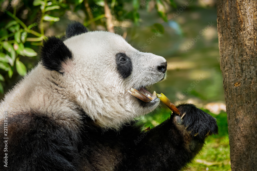 Obraz premium Giant panda bear in China
