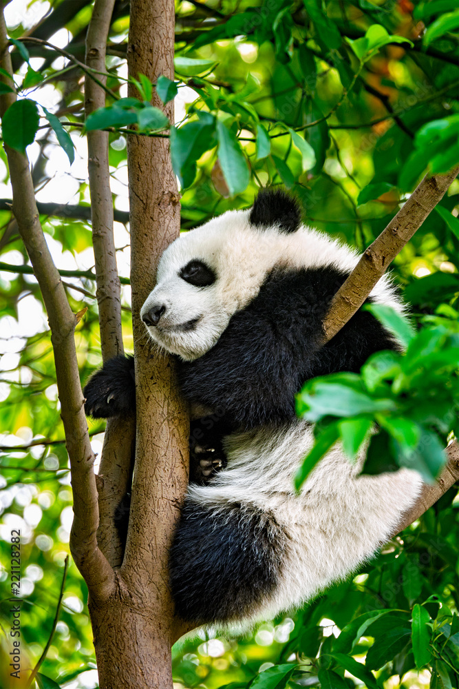 Fototapeta premium Giant panda bear in China
