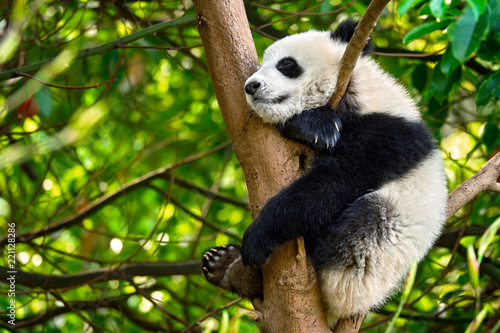 Giant panda bear in China © Dmitry Rukhlenko