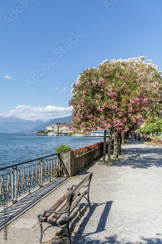 Blooming Oleander Trees in  Bellagio Town,Como Lake in North of Italy. photo