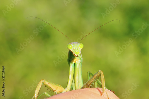 tenodera mantis © YuanGeng