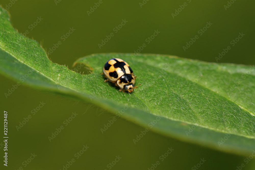 ladybug on green plant ladybug on green plant