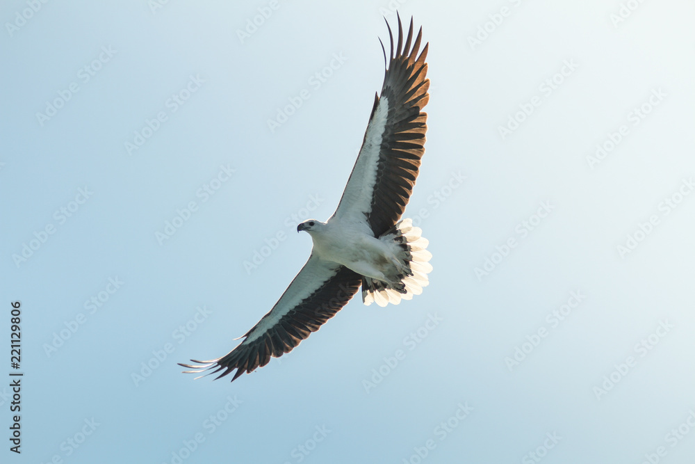 Obraz premium Mountain Eagle