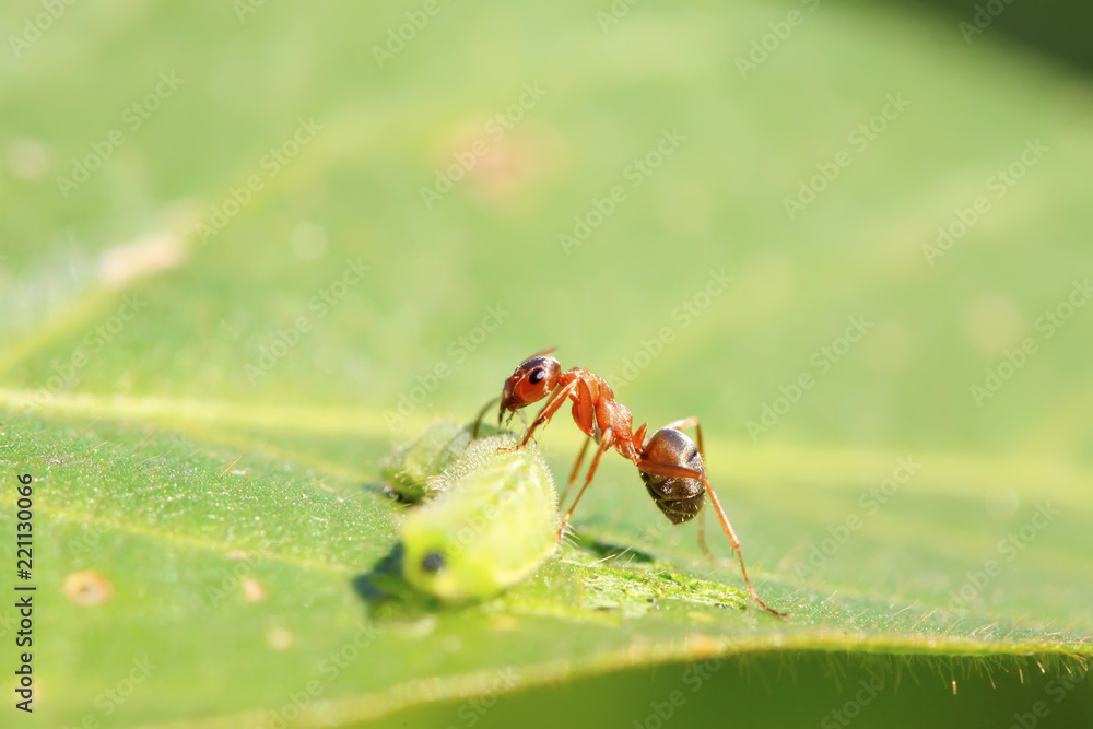 Naklejka premium mercerized brown forest ants