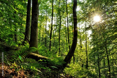 Sunnyday in forest