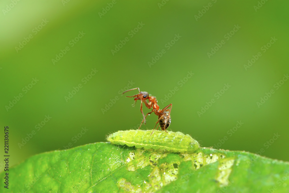 Fototapeta premium mercerized brown forest ants