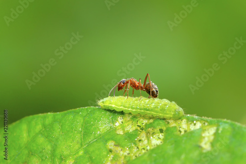 mercerized brown forest ants photo