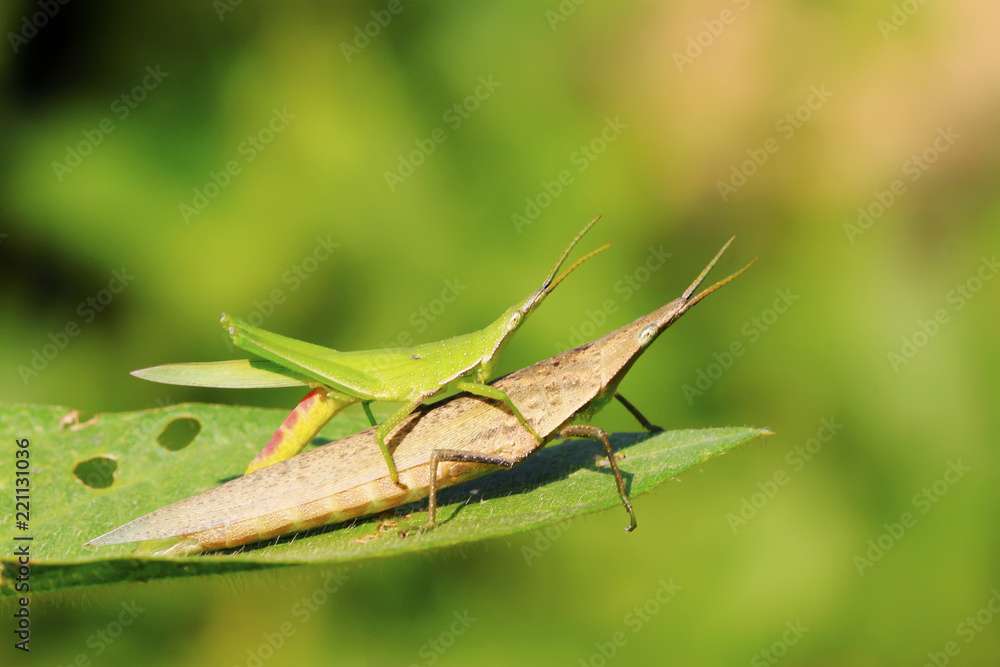 locust mating on green leaf in the wild locust mating on green leaf in the wild