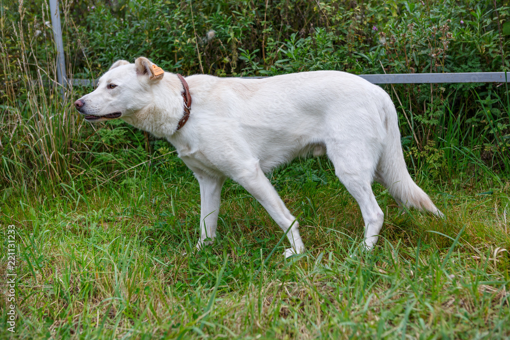 Large white dog