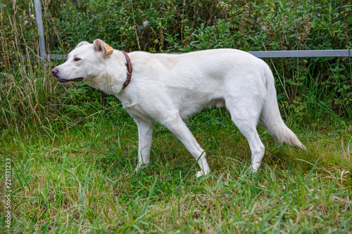 Large white dog