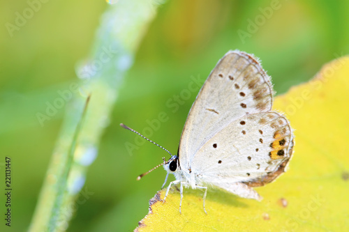 Wallpaper Mural lycaenidae Torontodigital.ca