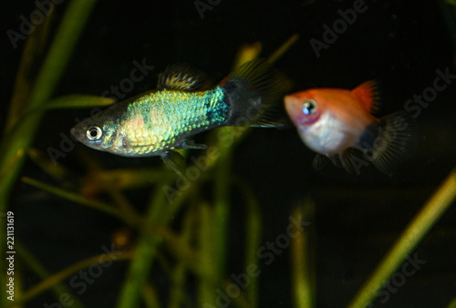 Platy (Xiphophorus maculatus) in freshwater aquarium © Darko
