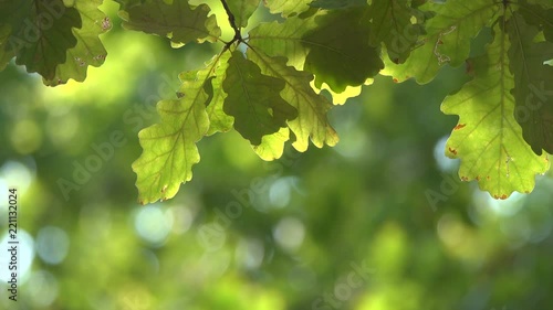 green foliage of the oak shakes with the wind. photo
