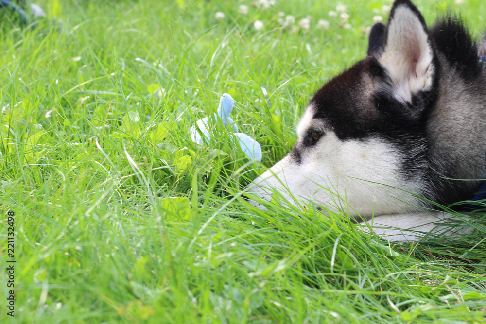 Husky lies on the green grass. Summer dog games