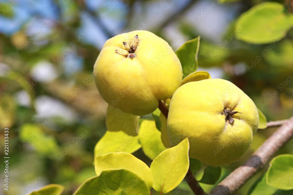 two yellow quinces on a tree