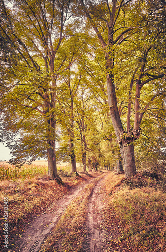 Picture of a scenic road in autumn, vintage toning applied.