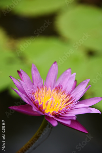 purple lotus In garden morning to day