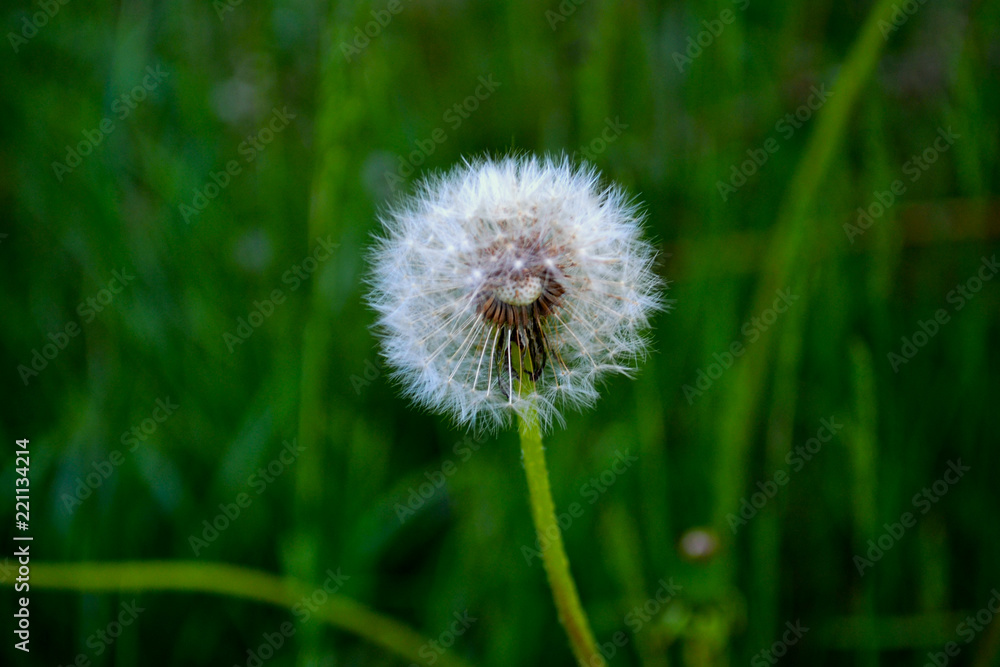 Garden dandelion