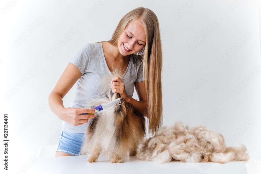 a portrait of a professional dog hairdresser grooming a dog