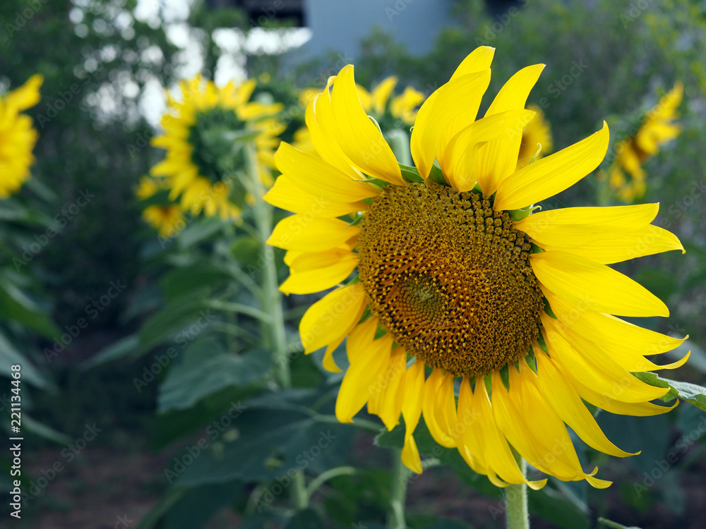 Fototapeta premium Close up of a blooming bright yellow sunflower with blurred sunflowers background.