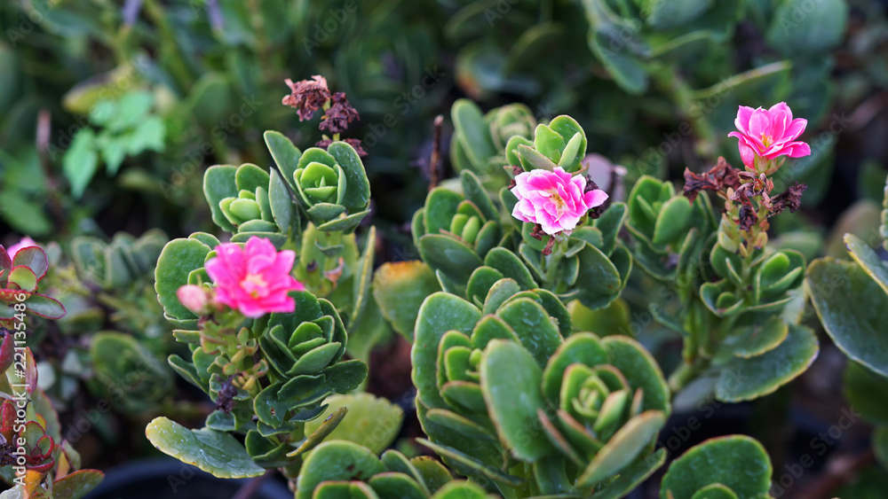Obraz premium flower of cactus in the garden