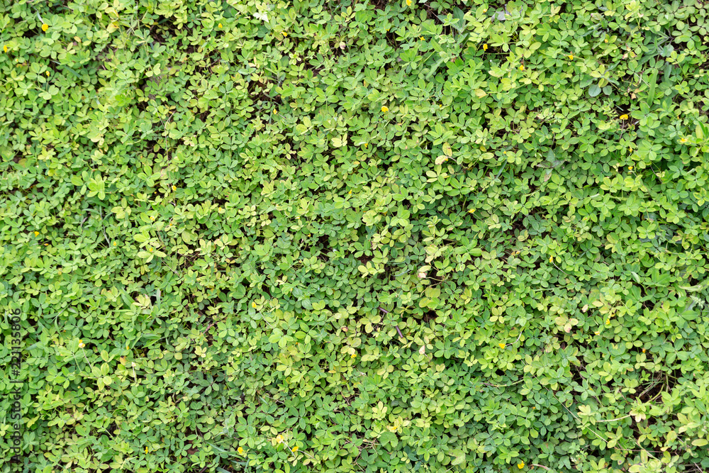 Textured wallpaper of small green leaves for background. Textured wallpaper of small green leaves for background.