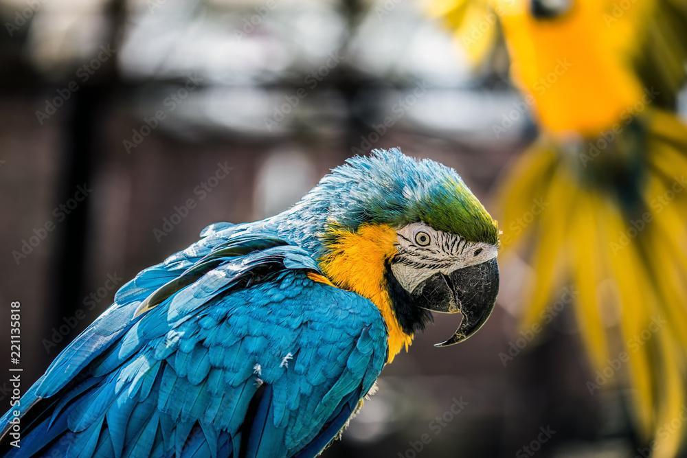 Obraz premium Ara parrot