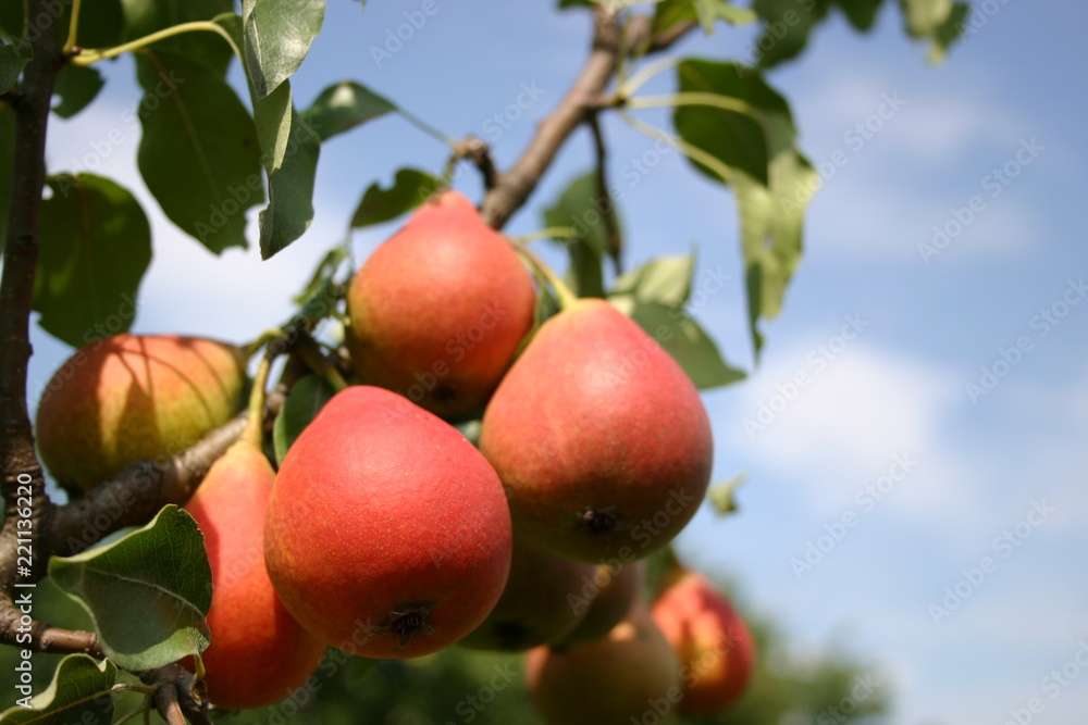 Fruit Fruit