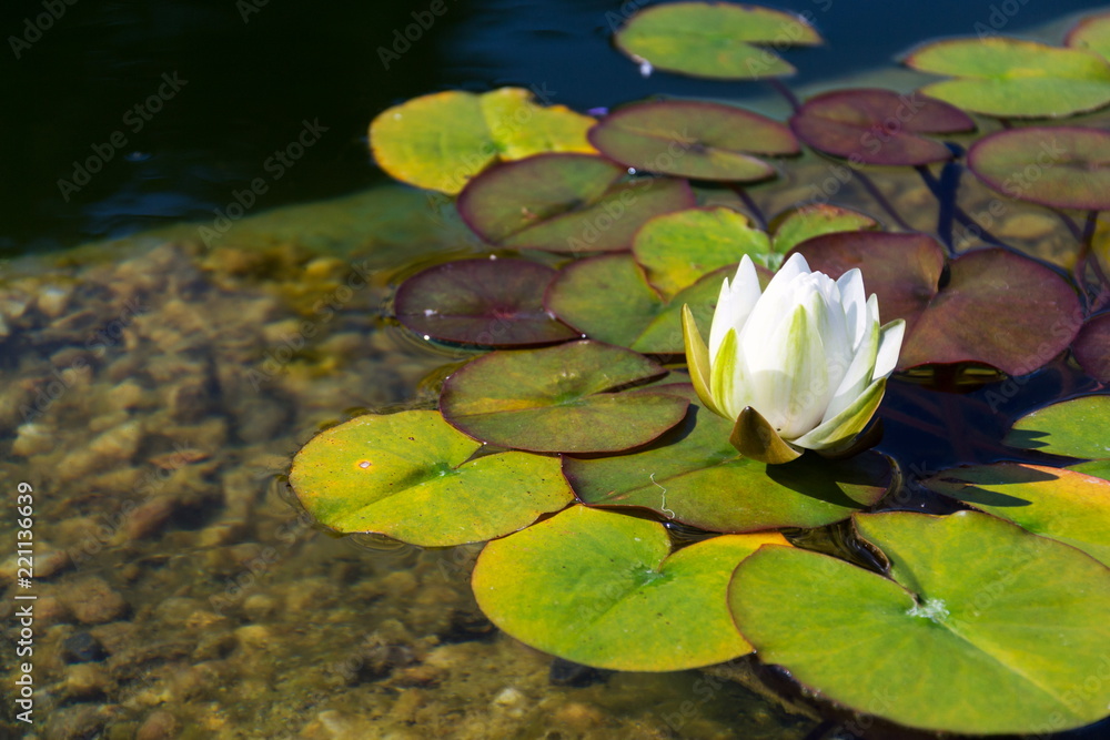 Beautiful white water lily bloom detail, plants used at natural swimming pool for filtering water without chemicals, relaxation and meditation concept Beautiful white water lily bloom detail, plants used at natural swimming pool for filtering water without chemicals, relaxation and meditation concept