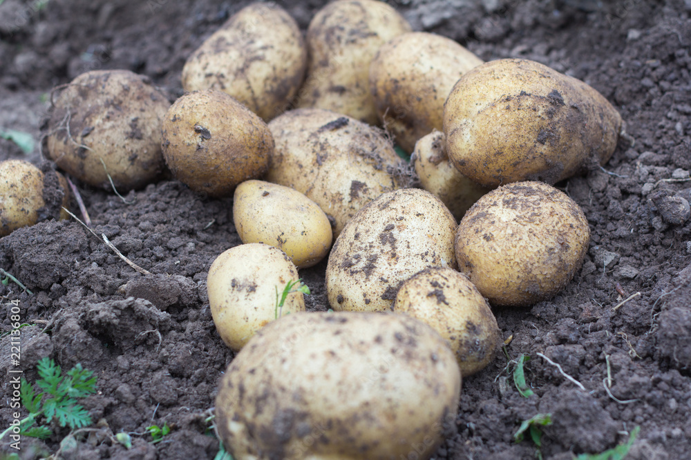 fresh potatoes in the field, harvesting potatoes fresh potatoes in the field, harvesting potatoes