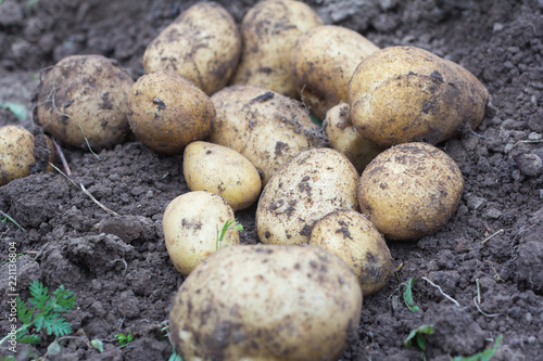 fresh potatoes in the field  harvesting potatoes