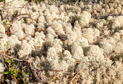 The lichen genus Cladonia in the forest-tundra climatic zone of the Arkhangelsk region of Russia.