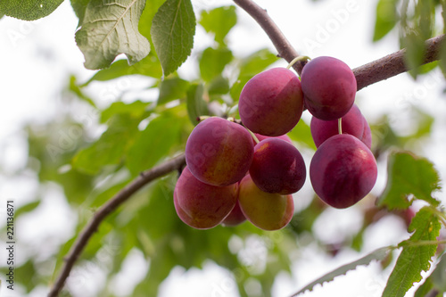 ripe juicy sweet plums on a branch in the garden