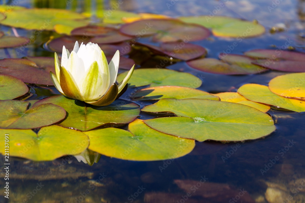 Beautiful white water lily bloom detail, plants used at natural swimming pool for filtering water without chemicals, relaxation and meditation concept Beautiful white water lily bloom detail, plants used at natural swimming pool for filtering water without chemicals, relaxation and meditation concept
