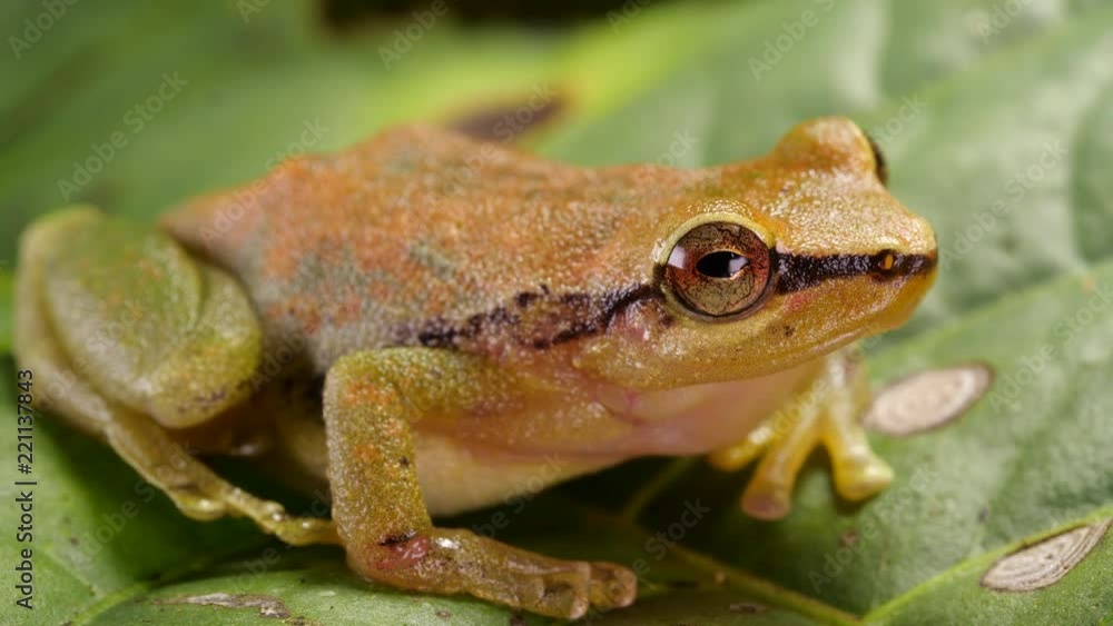 The Green Forest Rain-frog (Pristimantis omeviridis) blinking eye.  in the Ecuadorian Amazon