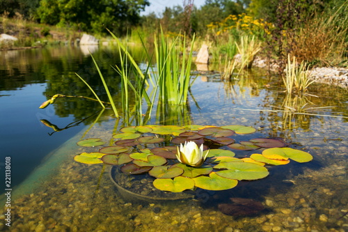 Beautiful white water lily bloom detail  plants used at natural swimming pool for filtering water without chemicals  relaxation and meditation concept