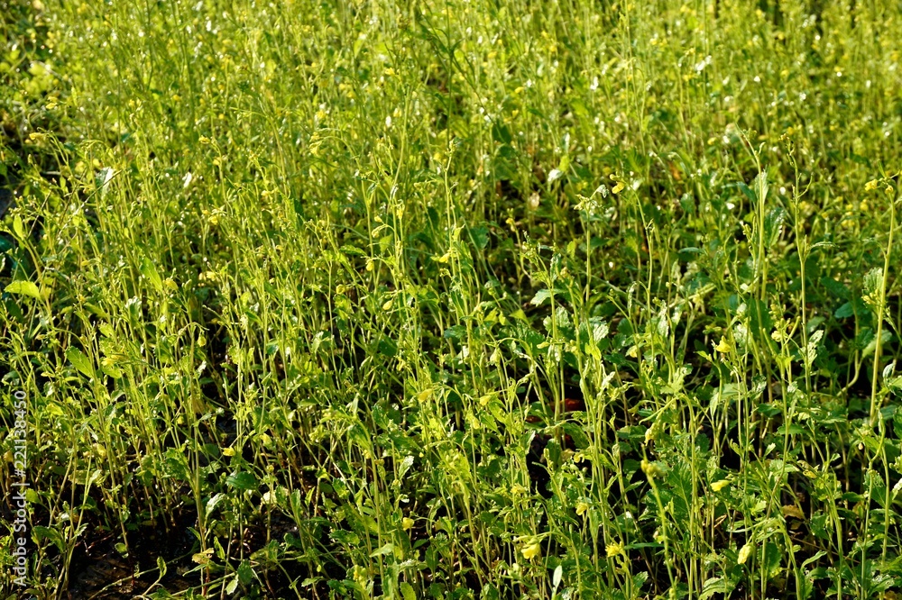 Obraz premium Green tall grass in the garden.