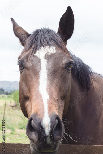 Horse portrait of brown horse face looking at camera with selective focus on eyes