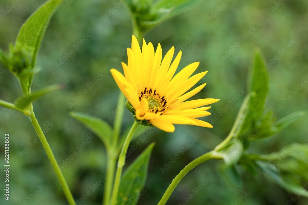 Yellow flower isolated on a green background - closeup Yellow flower isolated on a green background - closeup