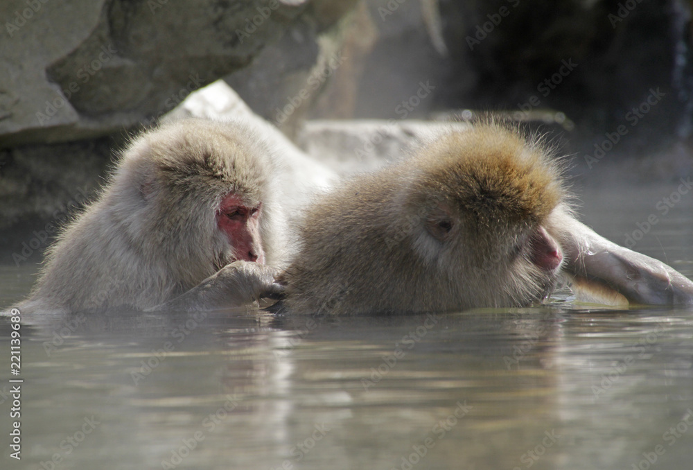 Fototapeta premium Japanese Macaques delousing in hot spring