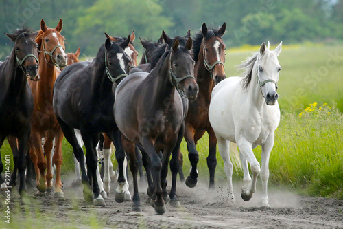 Arabian horses in Jan  w Podlaski