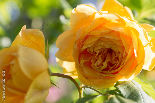 Blooming yellow orange English roses in the garden on a sunny day.