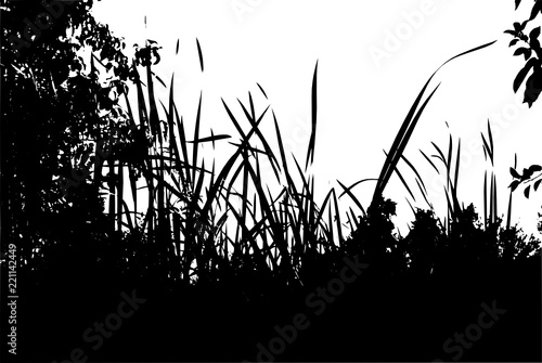 Realistic grass silhouettes from nature (Vector illustration).
