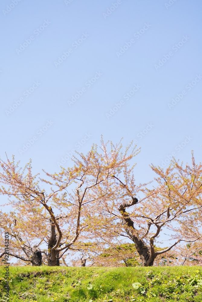 桜 散る 素材 桜 散る 素材