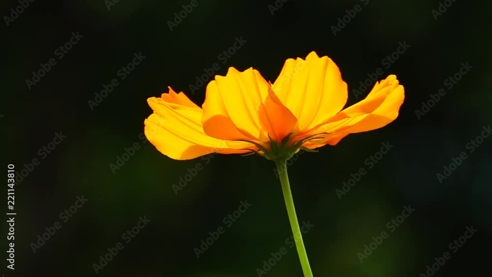 HD 1080 p super slow Beautiful mexican aster cosmos bipinnatus cav flower HD 1080 p super slow Beautiful mexican aster cosmos bipinnatus cav flower